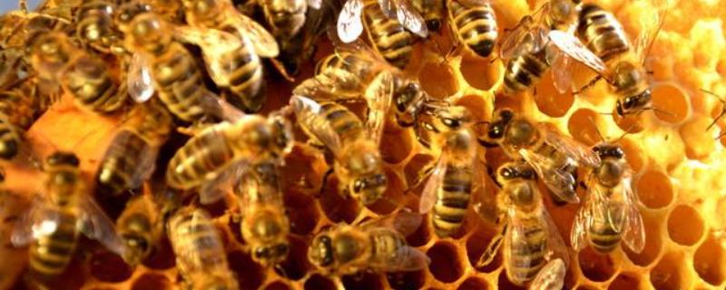 蜜蜂的信息素主要有哪些，详细介绍