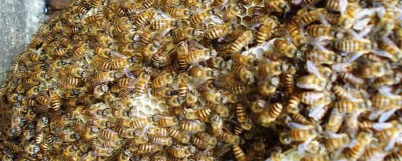 中蜂工蜂产卵补救方法，附注意事项