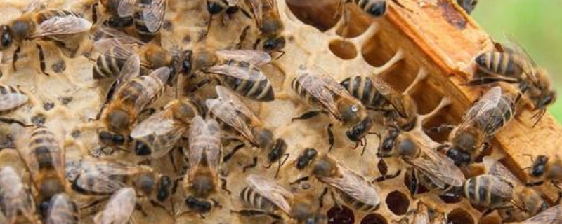 蜜蜂自然分蜂的原因有哪些，有以下四个原因