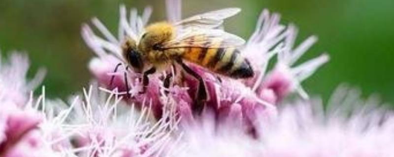 僵尸蜜蜂真的存在吗，僵尸蜜蜂是怎么形成的