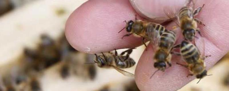 被蜜蜂蛰了怎么处理，蜜蜂蛰伤的民间偏方