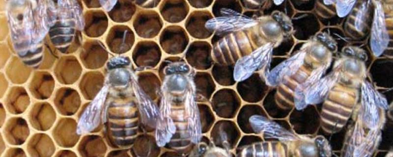 中蜂一年自然分蜂几次，中蜂自然分蜂会分几群