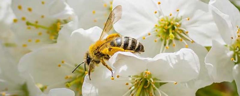 蜜蜂的生活习性有哪些，具体有什么特点
