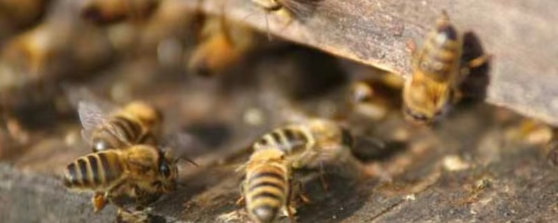 意蜂春季养殖技术要点有哪些，主要有以下几个方面