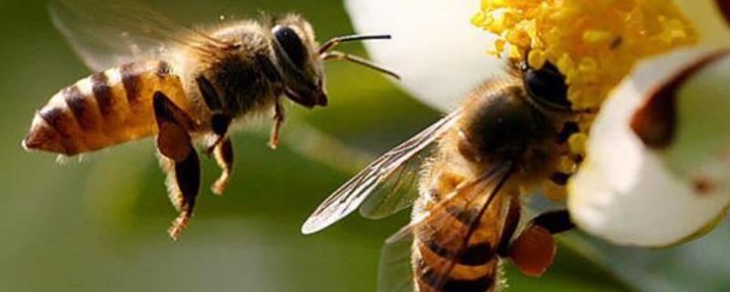 蜜蜂是怎么采蜜和酿蜜的，具体过程是什么