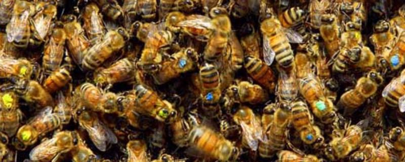 蜜蜂怎样才能安全过冬，一般需要满足四大前提条件