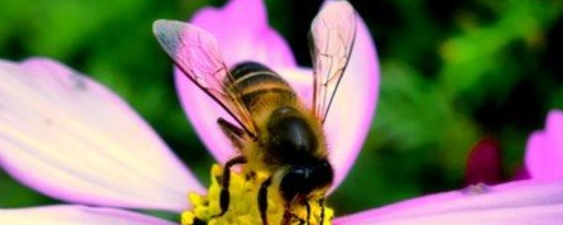 蜜蜂的采集范围有多大，蜜蜂能飞多远