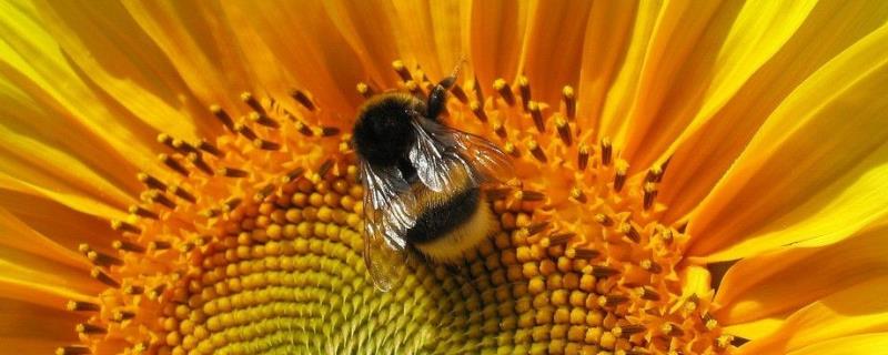 蜜蜂为什么要听蜂王的，蜜蜂为什么要保护蜂王