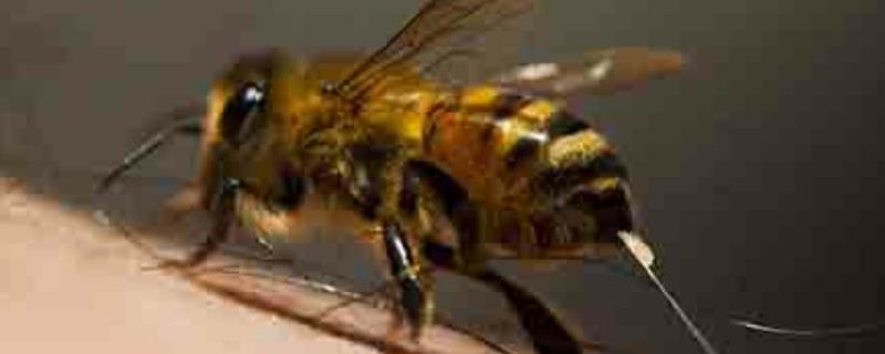 蜜蜂蜇人后为什么会死去，蜜蜂为什么会攻击人类