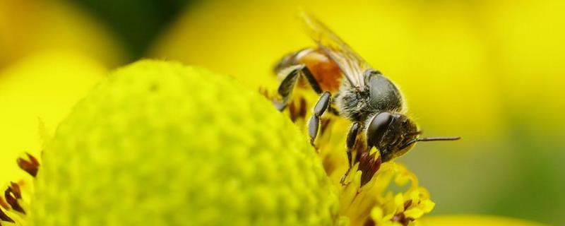 蜜蜂是怎么修筑蜂巢的，蜜蜂为什么要筑巢