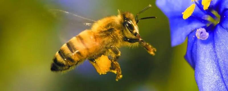 酸蜂(无刺蜂)是蜜蜂吗，附酸蜂的习性特点