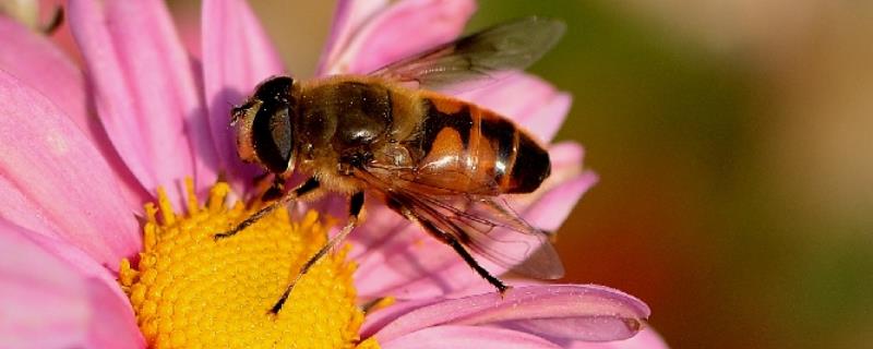 蜜蜂从卵到蜂需要几天，蜂王、工蜂、雄峰由什么发育而成