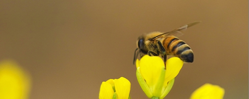 蜜蜂的外形特征有哪些，详细介绍