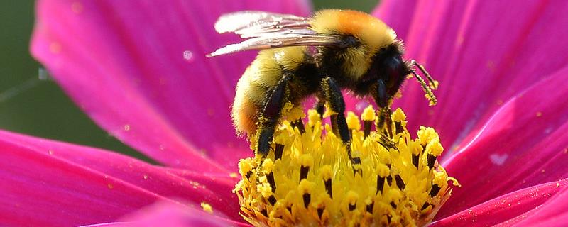 驱赶蜜蜂的最佳办法，辨识蜂类的方法