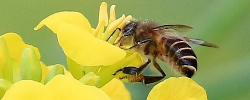蜜蜂为什么在巢门口扇风，附扇风方式