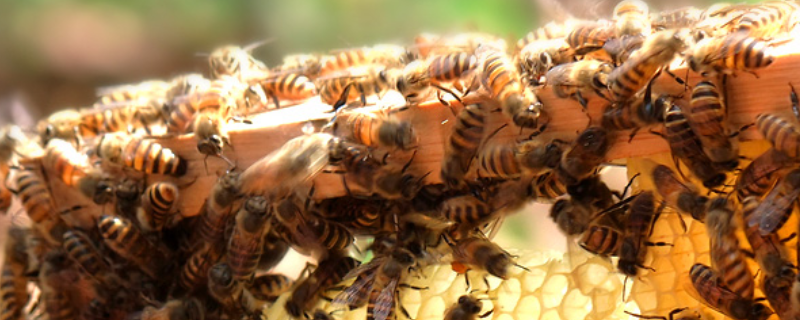 蜜蜂窝和马蜂窝的区别，详细介绍