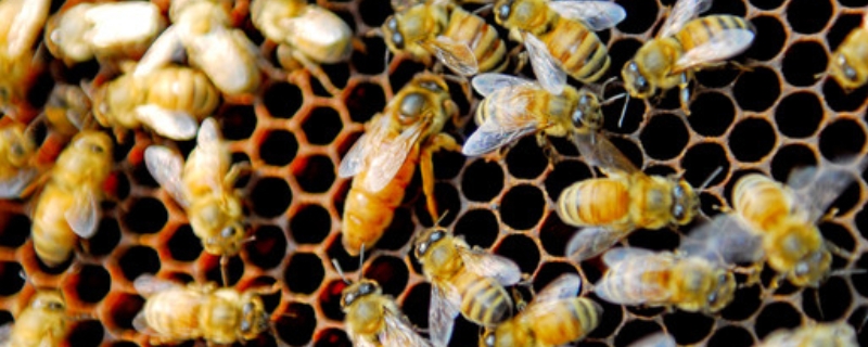 中蜂冬季管理的重点是什么，中蜂的保温防寒与补助饲喂