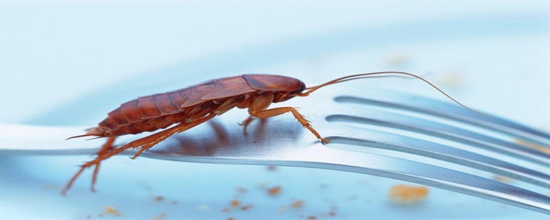蟑螂为什么叫小强？蟑螂有哪些超强特性