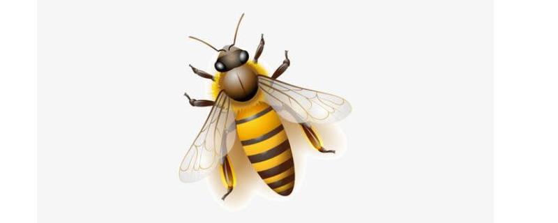 失王后工蜂会变成蜂王吗，工蜂只能产生未受精的雄蜂卵