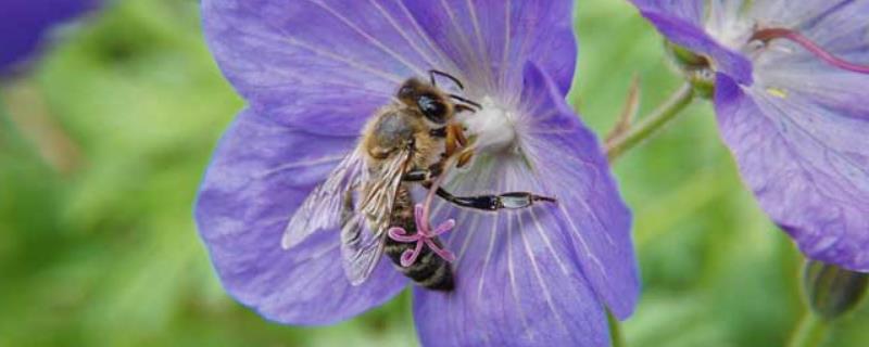 蜂群中工蜂吃什么食物，寿命有多长