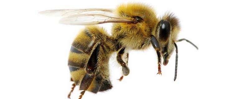 东北黑蜂是中蜂还是意蜂，附优缺点