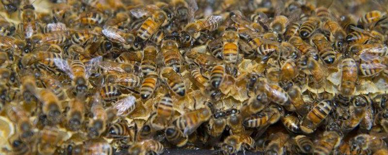 有关蜜蜂的知识有哪些，蜜蜂是益虫吗