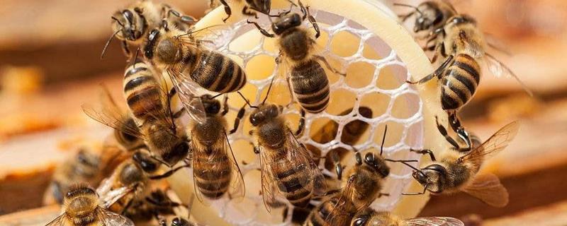 蜜蜂的一生是怎样度过的，不同阶段负责什么工作