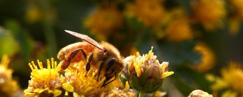 被蜜蜂蛰多久过危险期，蜜蜂毒性强吗