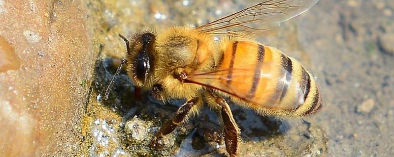 有关蜜蜂的资料有哪些，蜜蜂怎样传递信息