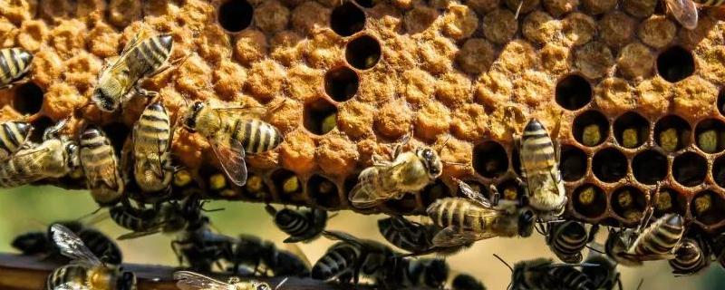 蜜蜂分家前有什么征兆，详细介绍
