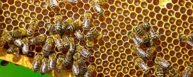 蜂群失王的原因及补救办法，附偷蜂的危害