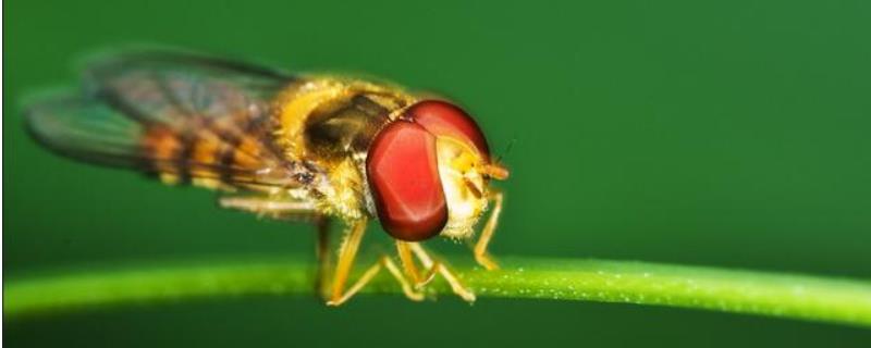 赤眼蜂，附生活习性及代表物种
