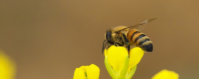蜜蜂为什么要采花酿蜜，是怎样采蜜、酿蜜与储蜜的