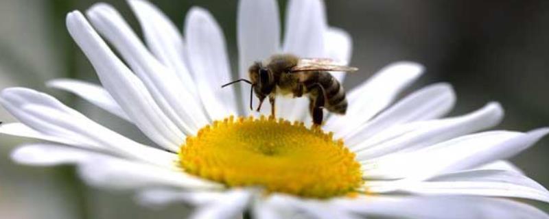 蜜蜂酿蜜过程是怎样的，详细介绍