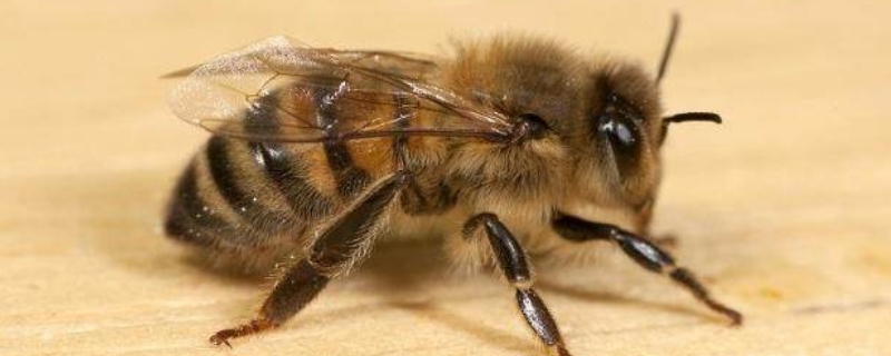 被蜜蜂蛰了是好兆头吗，被蜜蜂蛰了会怎样