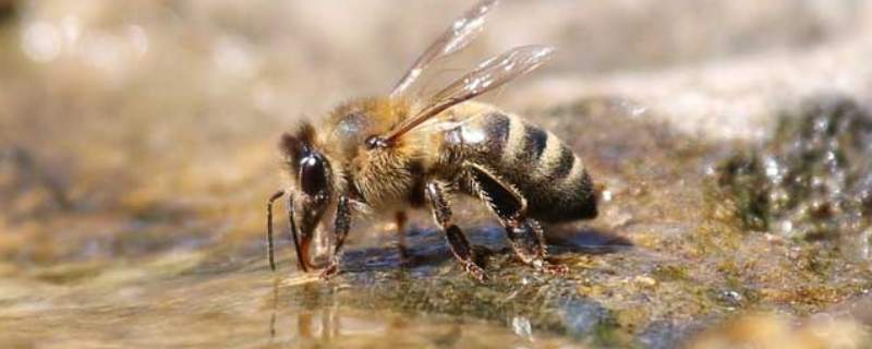 雄蜂是蜂王产卵发育的吗，雄蜂的主要作用是什么