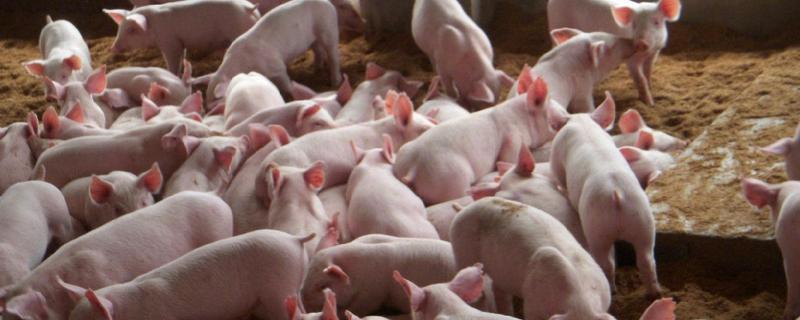猪饲料中添加瘦肉精的危害，瘦肉精是什么