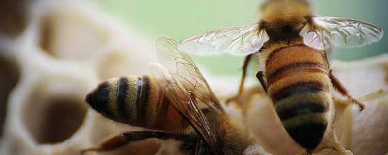 新手怎么才能养好蜜蜂，注意做好病害防治工作