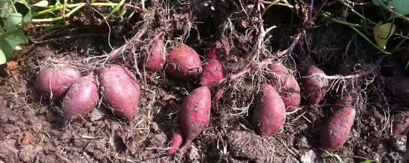 紫薯种植技术，紫薯品种的选择
