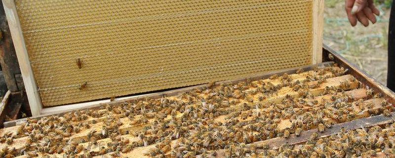 发展蜜蜂养殖有什么好处，详细介绍