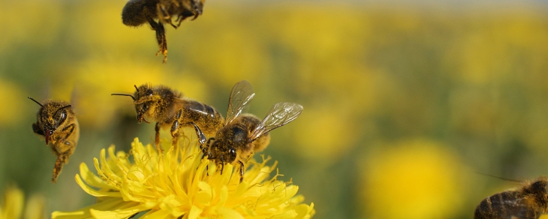 意大利蜜蜂有什么特点，意蜂的八大特点介绍