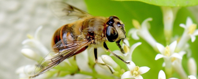 东北黑蜂有什么特点，详细介绍