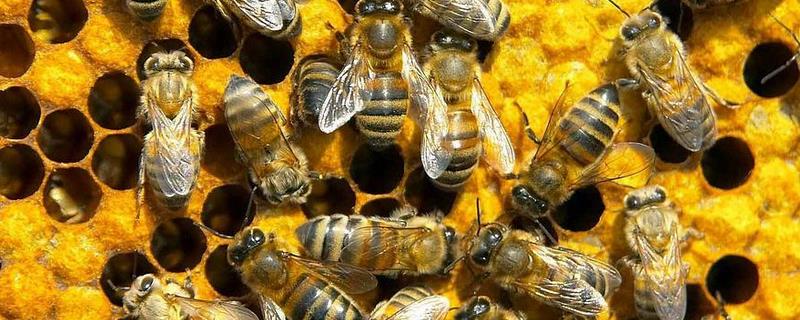 蜜蜂养殖需要哪些蜂具，蜂扫和摇蜜机的主要作用是什么
