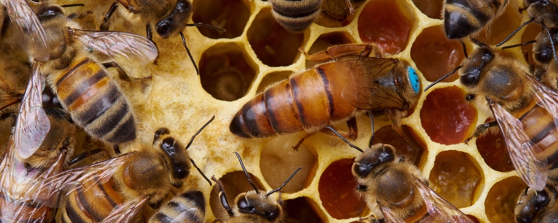 蜂群中的蜂后如何辨别，蜂后会不会飞