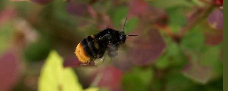 黑色的蜜蜂是什么蜂，常见的黑色蜜蜂基本介绍