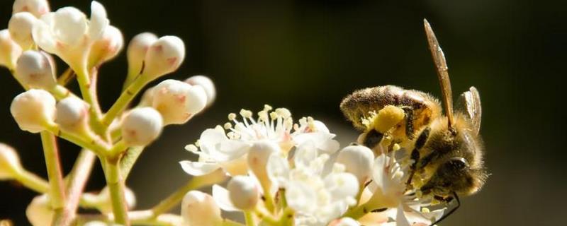 养殖蜜蜂为什么难赚到钱，蜜蜂养殖难度大、收益不稳定