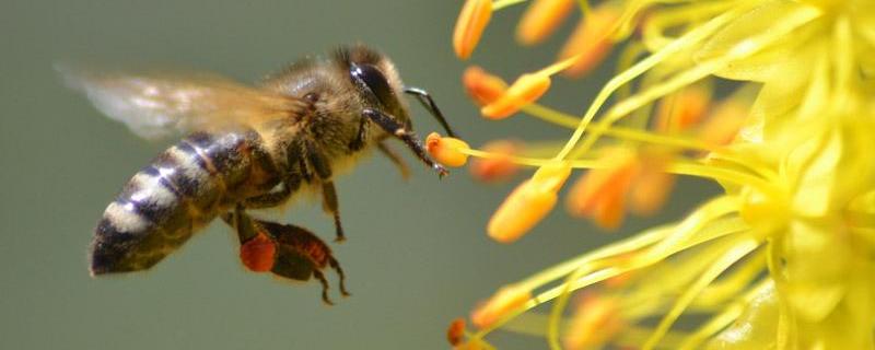 蜜蜂蛰了怎么消肿止痒，附注意事项