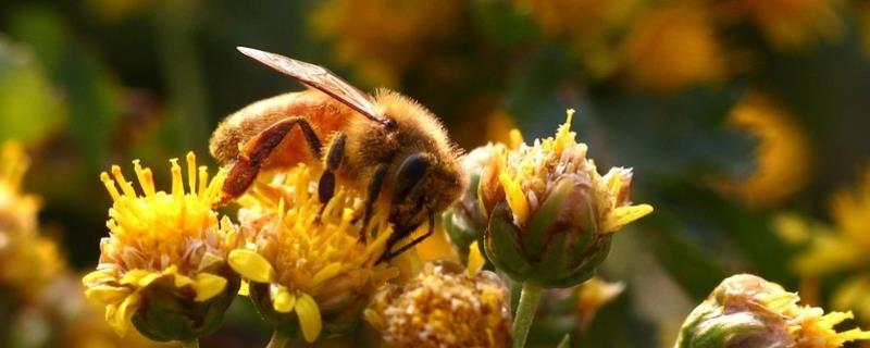 蜜蜂养殖有发展前景吗，蜜蜂养殖的优势有哪些