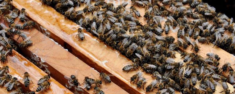 蜜蜂王台是怎么形成的，王台是工蜂用蜂蜡修筑而成的
