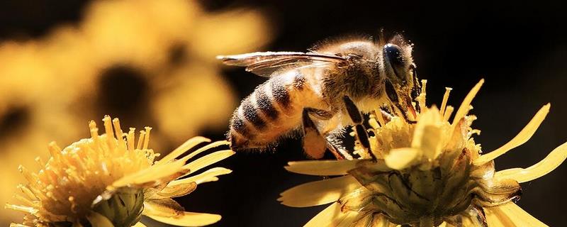被蜜蜂蛰了怎么处理最简单，远离蜂巢是首先要做的